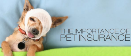 Pet Insurance VPI