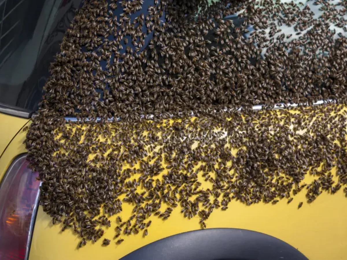 remove bee poop from car